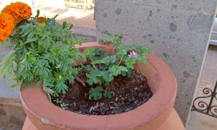 El ayuntamiento de Ingenio  llama  al civismo ante el robo de plantas en el parque y plaza del Buen Suceso